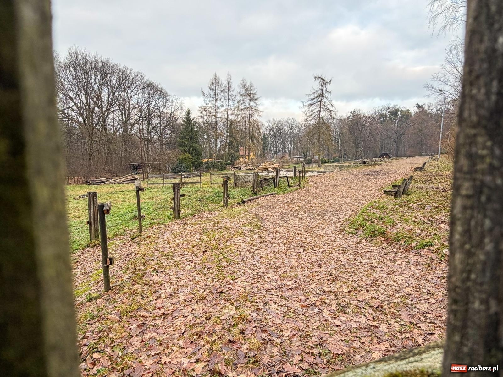 Zdjęcie w galerii na portalu naszraciborz.pl: Trwa wielka przebudowa w Lesie Obora [FOTO] wiadomości z regionu