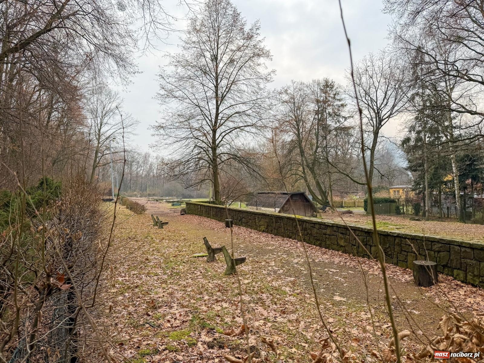Zdjęcie w galerii na portalu naszraciborz.pl: Trwa wielka przebudowa w Lesie Obora [FOTO] wiadomości z regionu