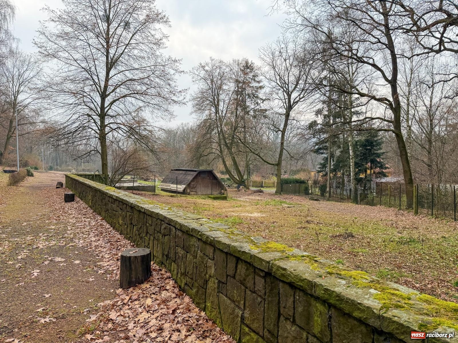 Zdjęcie w galerii na portalu naszraciborz.pl: Trwa wielka przebudowa w Lesie Obora [FOTO] wiadomości z regionu