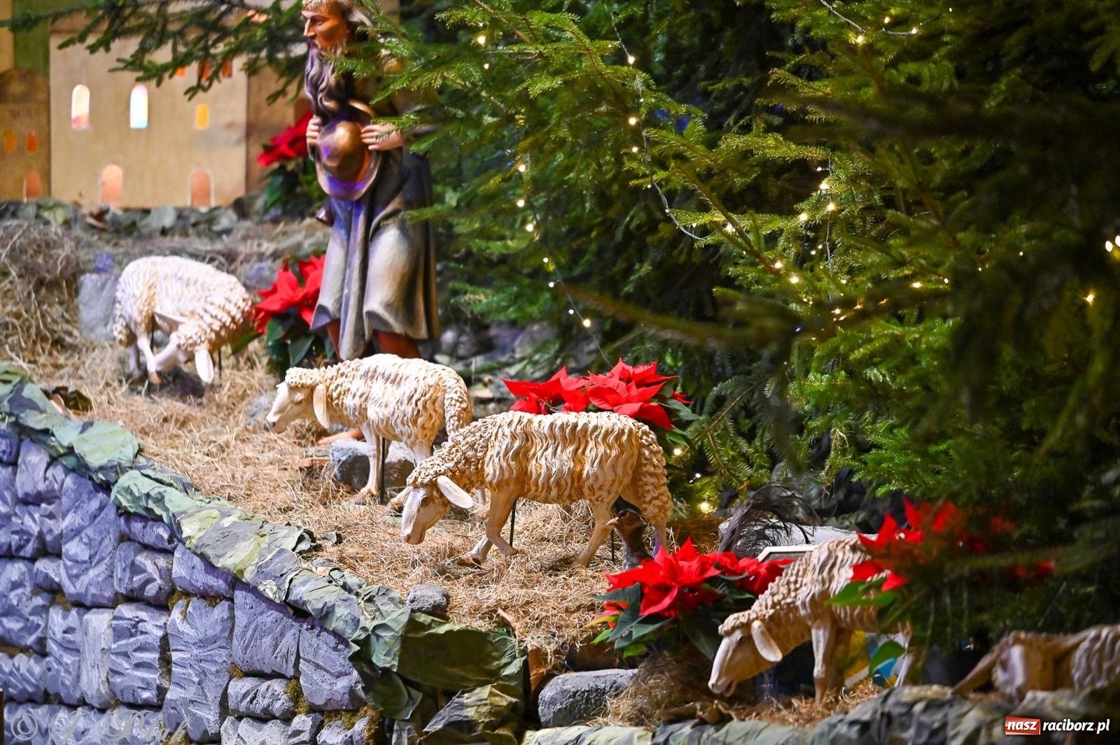 Zdjęcie w galerii na portalu naszraciborz.pl: Wieczór kolęd i pastorałek w kościele św. Paschalisa na Płoni [FOTO i WIDEO] wiadomości z regionu