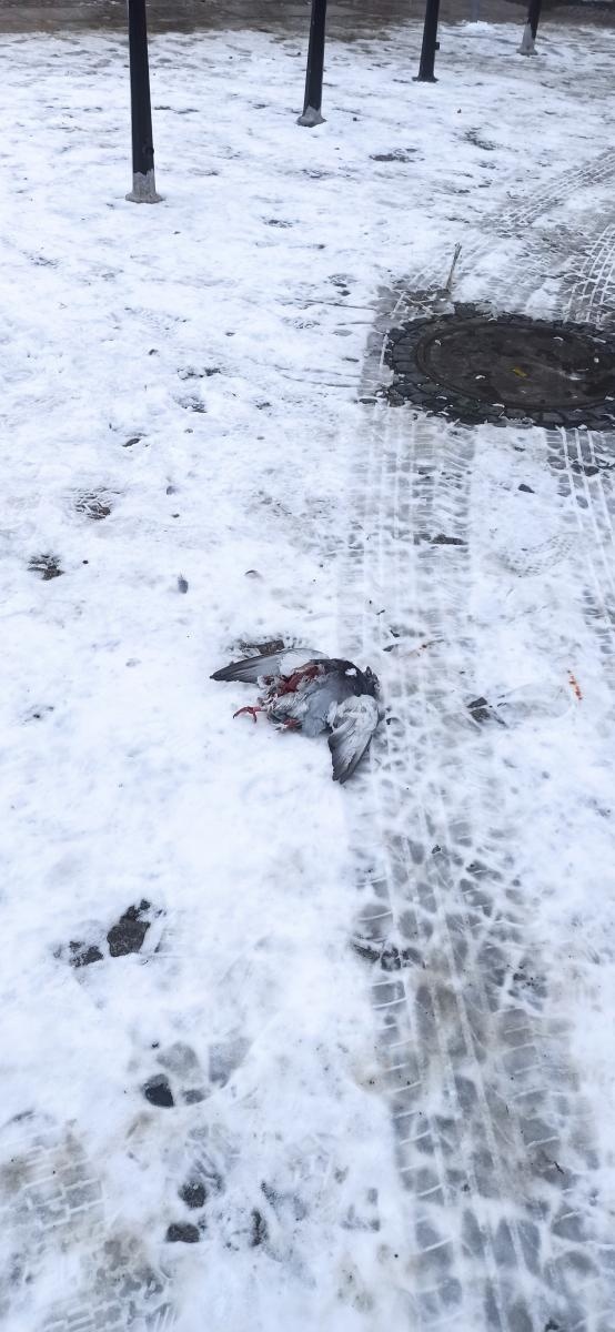 Zdjęcie w galerii na portalu naszraciborz.pl: Smutny widok przy Rynku po nocy sylwestrowej wiadomości z regionu