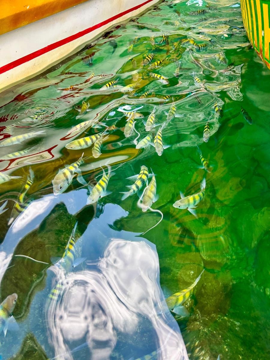 Zdjęcie w galerii na portalu naszraciborz.pl: Perła Ameryki, czyli Raciborzanie na Karaibach wiadomości z regionu