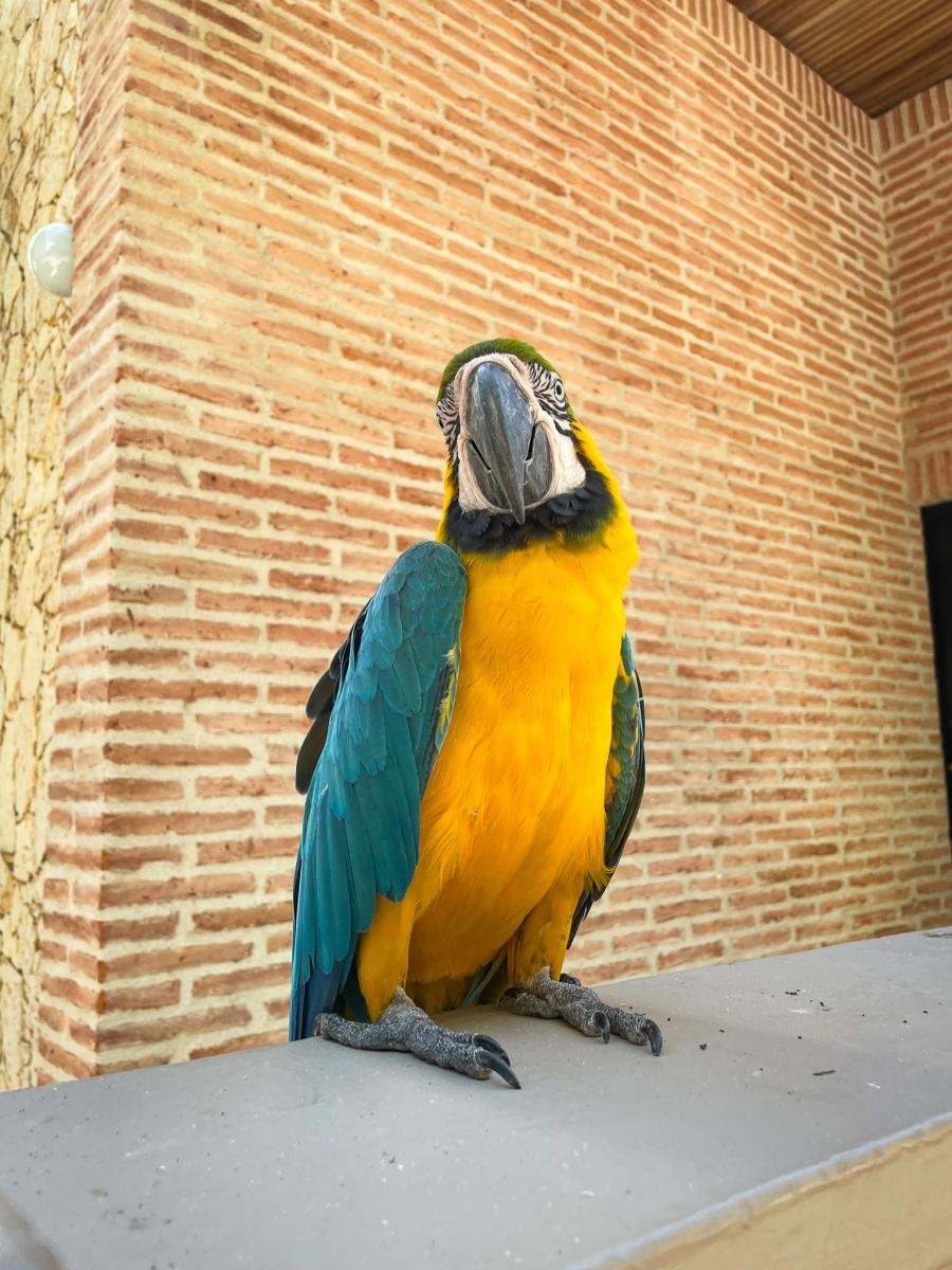 Zdjęcie w galerii na portalu naszraciborz.pl: Perła Ameryki, czyli Raciborzanie na Karaibach wiadomości z regionu