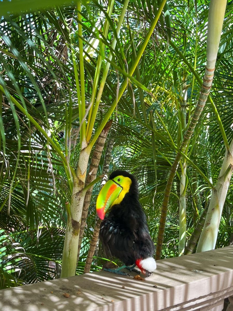 Zdjęcie w galerii na portalu naszraciborz.pl: Perła Ameryki, czyli Raciborzanie na Karaibach wiadomości z regionu