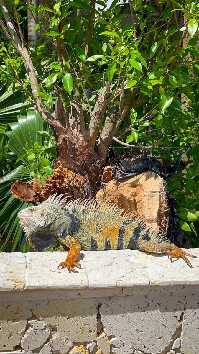 Zdjęcie w galerii na portalu naszraciborz.pl: Perła Ameryki, czyli Raciborzanie na Karaibach wiadomości z regionu