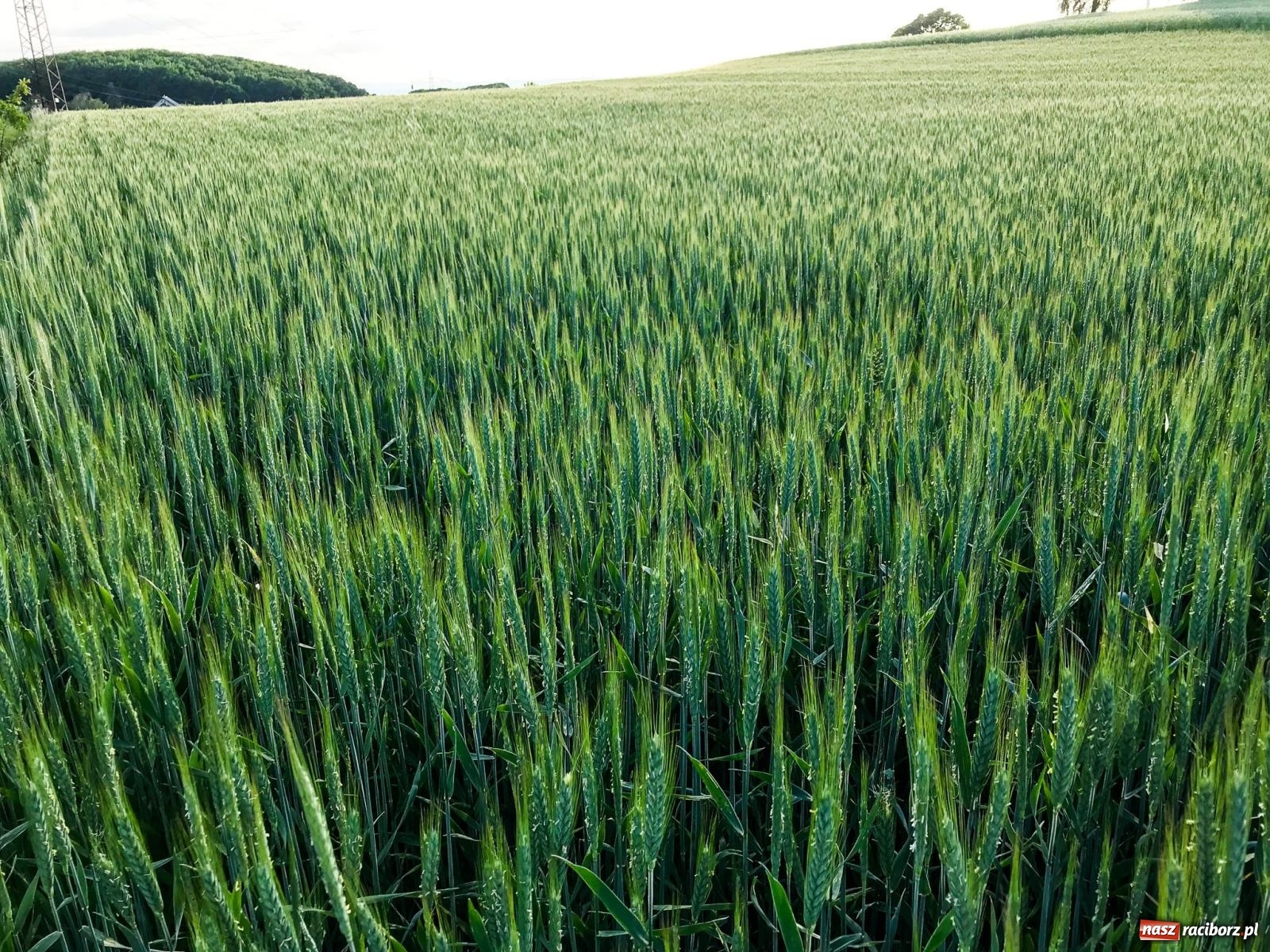 Zdjęcie w galerii na portalu naszraciborz.pl: Lipki - Boże miejsce nad Raciborzem. Historia Brzezia spięta ramami przyrody wiadomości z regionu