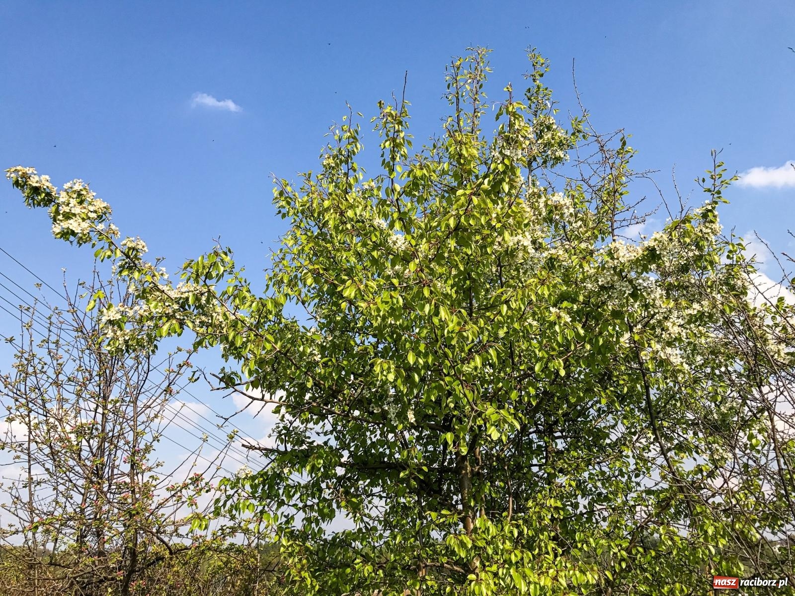 Zdjęcie w galerii na portalu naszraciborz.pl: Lipki - Boże miejsce nad Raciborzem. Historia Brzezia spięta ramami przyrody wiadomości z regionu