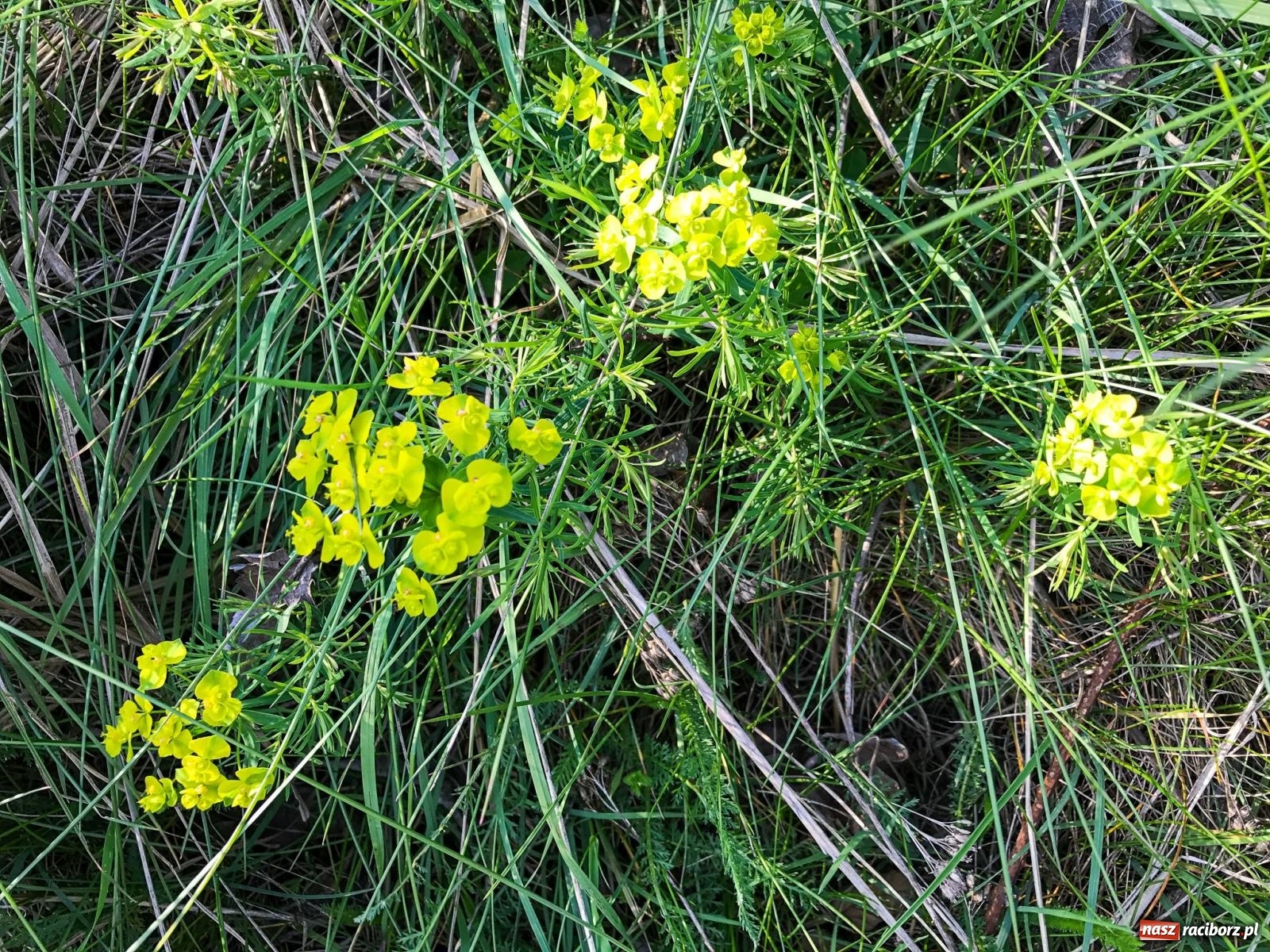 Zdjęcie w galerii na portalu naszraciborz.pl: Lipki - Boże miejsce nad Raciborzem. Historia Brzezia spięta ramami przyrody wiadomości z regionu