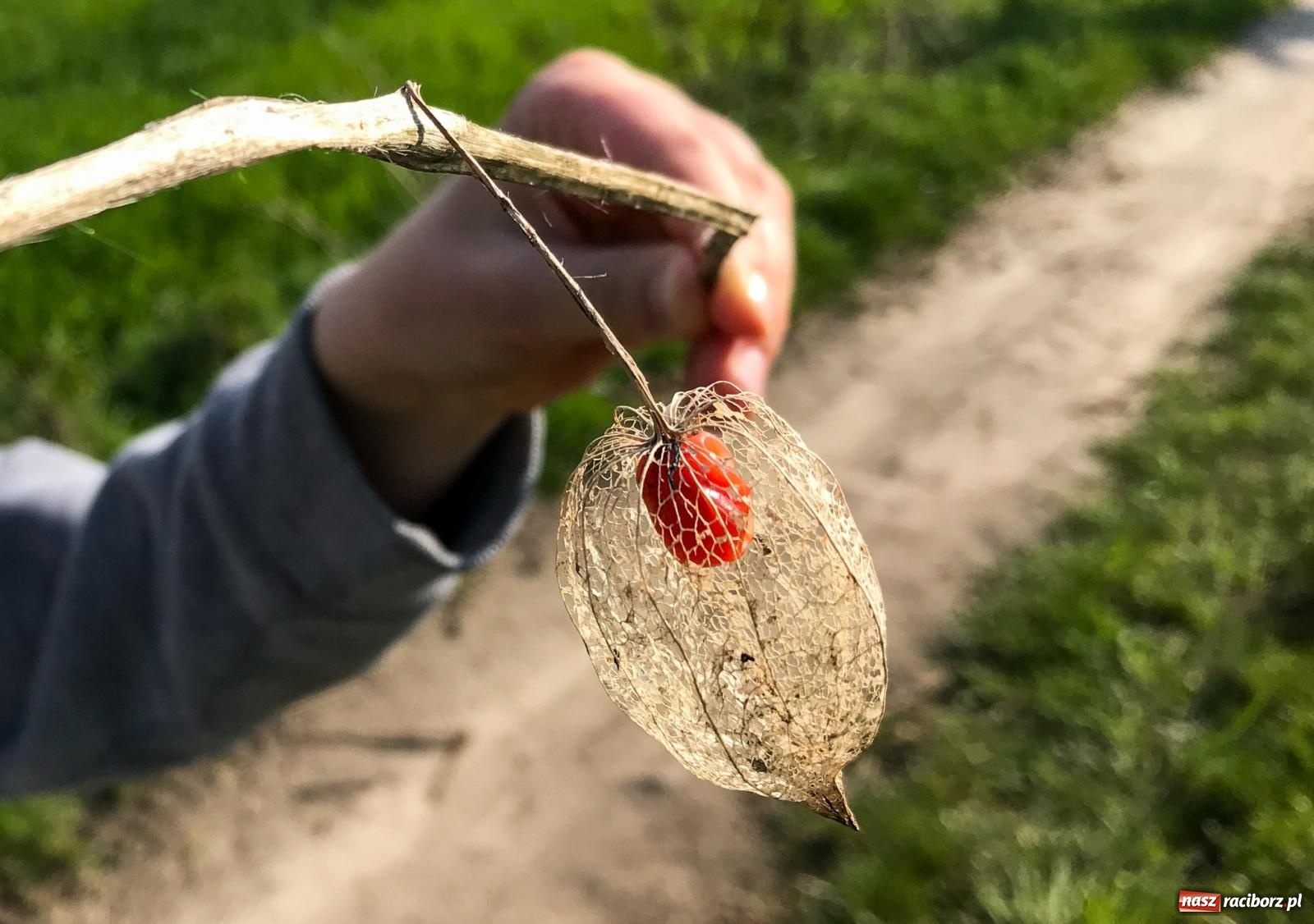 Zdjęcie w galerii na portalu naszraciborz.pl: Lipki - Boże miejsce nad Raciborzem. Historia Brzezia spięta ramami przyrody wiadomości z regionu