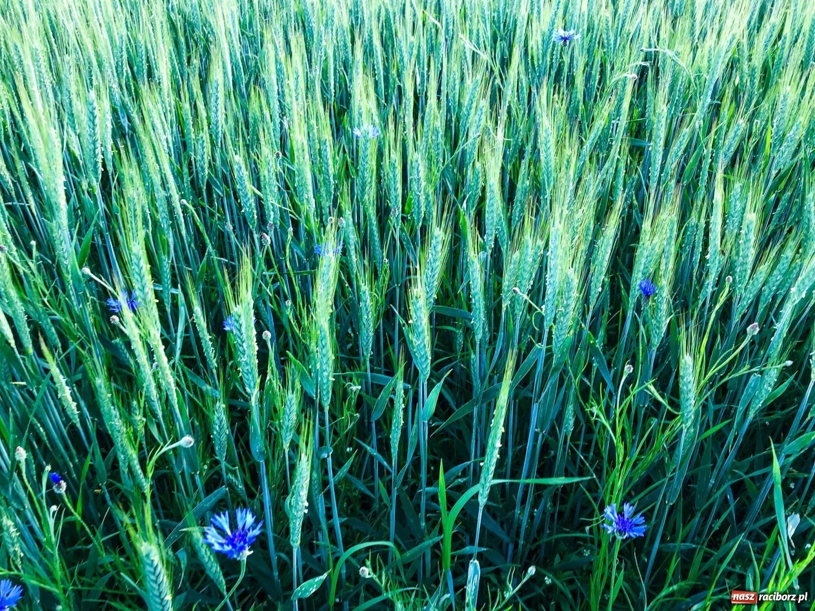 Zdjęcie w galerii na portalu naszraciborz.pl: Lipki - Boże miejsce nad Raciborzem. Historia Brzezia spięta ramami przyrody wiadomości z regionu