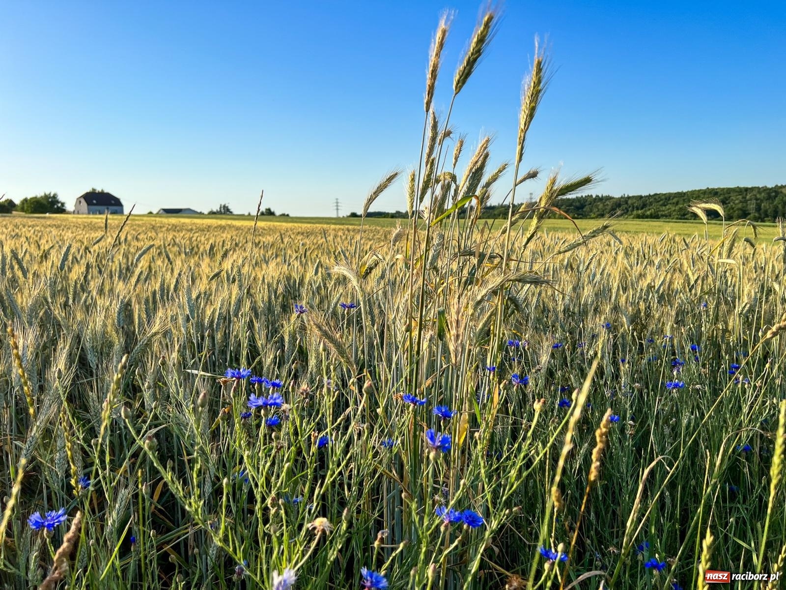 Zdjęcie w galerii na portalu naszraciborz.pl: Lipki - Boże miejsce nad Raciborzem. Historia Brzezia spięta ramami przyrody wiadomości z regionu