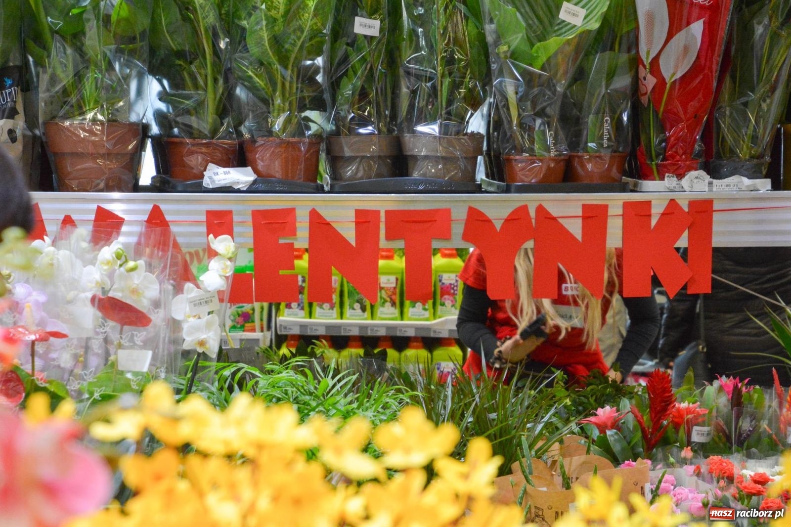 Zdjęcie w galerii na portalu naszraciborz.pl: Bricomarché rozszerza sieć o Racibórz. Dziś otwarto sklep przy Opawskiej wiadomości z regionu