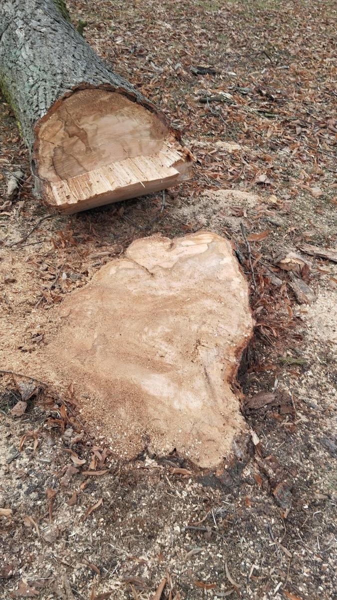 Zdjęcie w galerii na portalu naszraciborz.pl: Kompromis w sprawie wycinki na cmentarzu przy Głubczyckiej. Zniknie 11 lip, będą nowe nasadzenia wiadomości z regionu