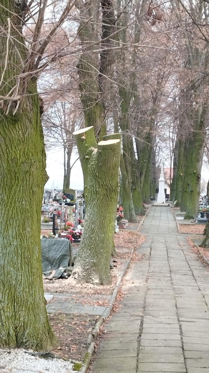 Zdjęcie w galerii na portalu naszraciborz.pl: Kompromis w sprawie wycinki na cmentarzu przy Głubczyckiej. Zniknie 11 lip, będą nowe nasadzenia wiadomości z regionu