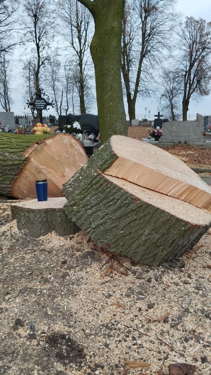 Zdjęcie w galerii na portalu naszraciborz.pl: Kompromis w sprawie wycinki na cmentarzu przy Głubczyckiej. Zniknie 11 lip, będą nowe nasadzenia wiadomości z regionu