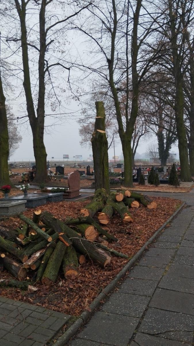 Zdjęcie w galerii na portalu naszraciborz.pl: Kompromis w sprawie wycinki na cmentarzu przy Głubczyckiej. Zniknie 11 lip, będą nowe nasadzenia wiadomości z regionu