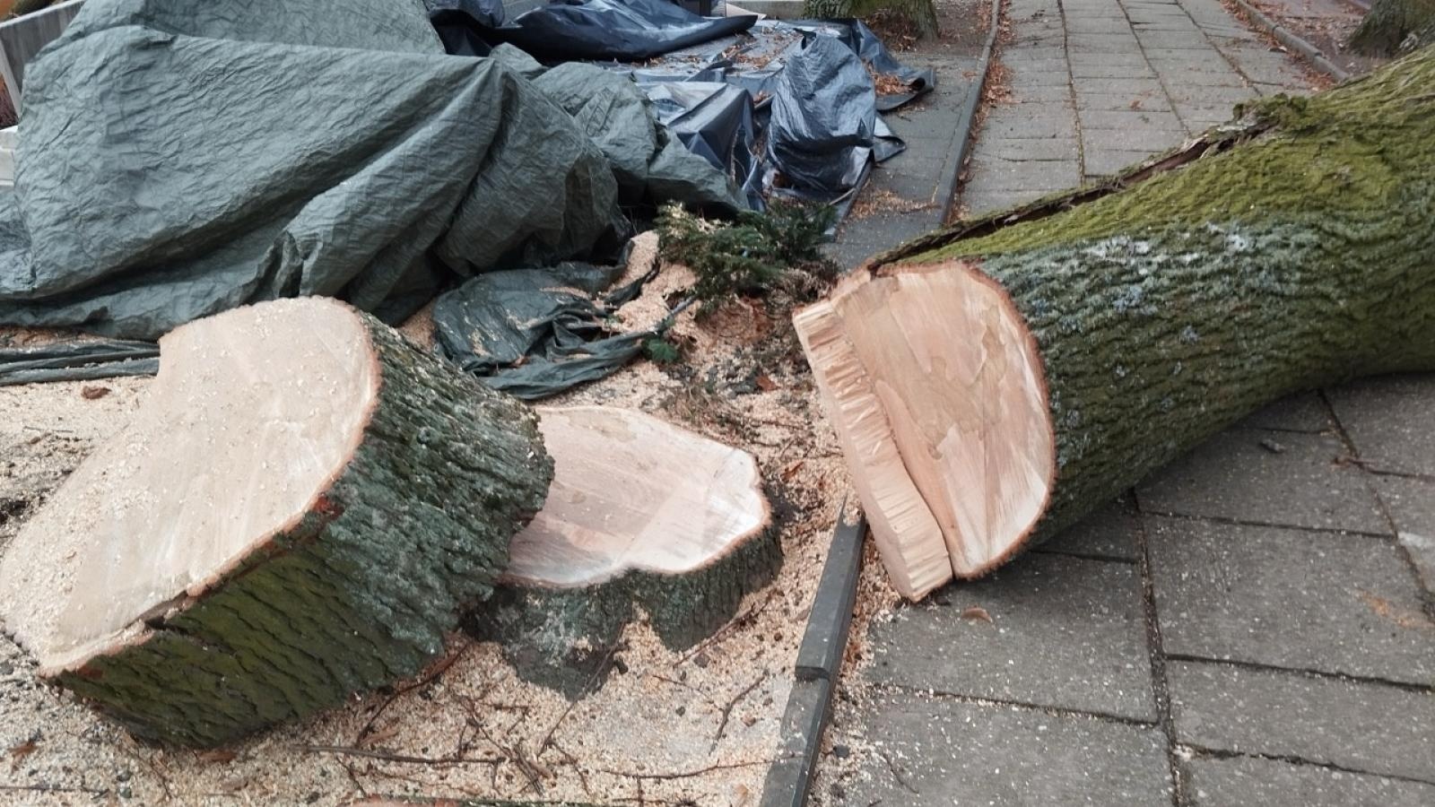 Zdjęcie w galerii na portalu naszraciborz.pl: Kompromis w sprawie wycinki na cmentarzu przy Głubczyckiej. Zniknie 11 lip, będą nowe nasadzenia wiadomości z regionu