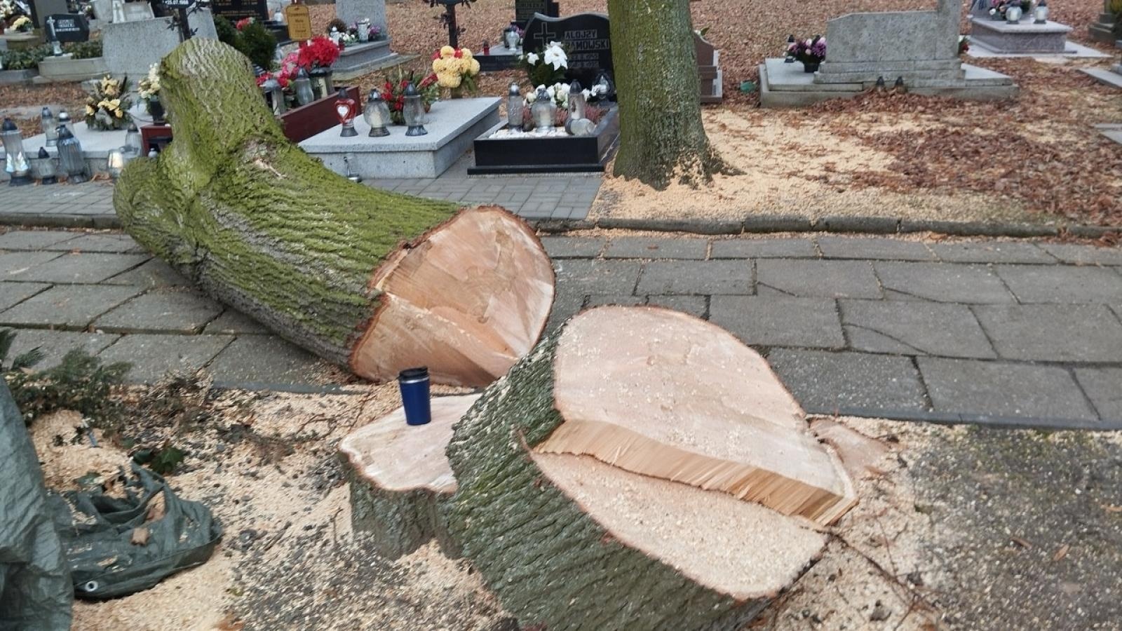 Zdjęcie w galerii na portalu naszraciborz.pl: Kompromis w sprawie wycinki na cmentarzu przy Głubczyckiej. Zniknie 11 lip, będą nowe nasadzenia wiadomości z regionu