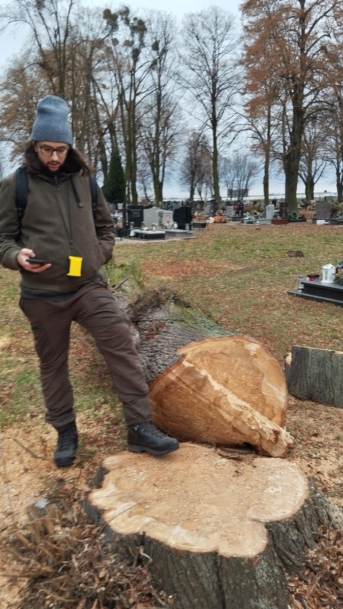 Zdjęcie w galerii na portalu naszraciborz.pl: Kompromis w sprawie wycinki na cmentarzu przy Głubczyckiej. Zniknie 11 lip, będą nowe nasadzenia wiadomości z regionu