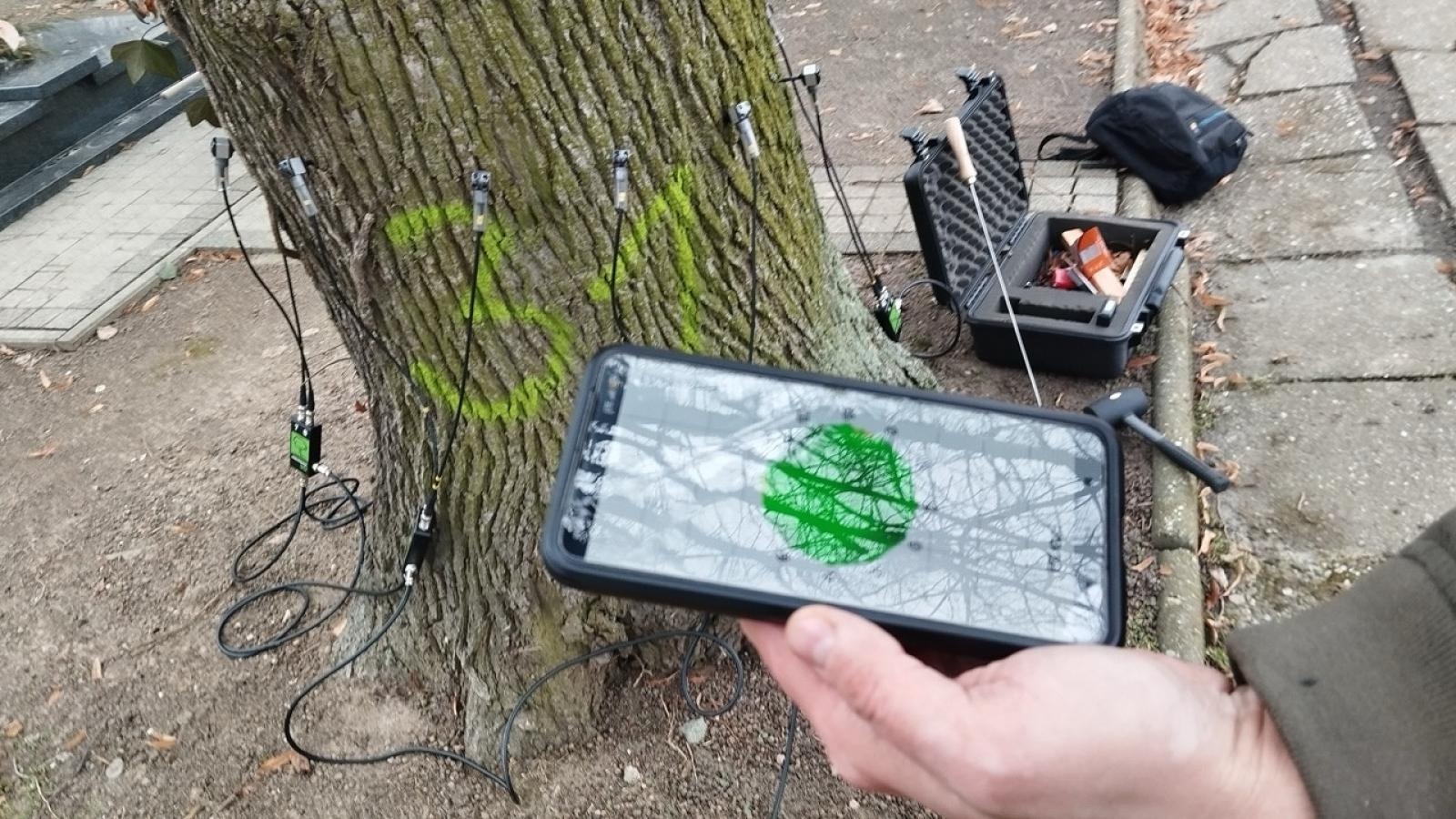 Zdjęcie w galerii na portalu naszraciborz.pl: Kompromis w sprawie wycinki na cmentarzu przy Głubczyckiej. Zniknie 11 lip, będą nowe nasadzenia wiadomości z regionu