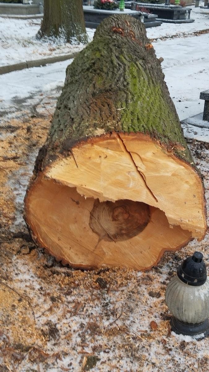 Zdjęcie w galerii na portalu naszraciborz.pl: Kompromis w sprawie wycinki na cmentarzu przy Głubczyckiej. Zniknie 11 lip, będą nowe nasadzenia wiadomości z regionu