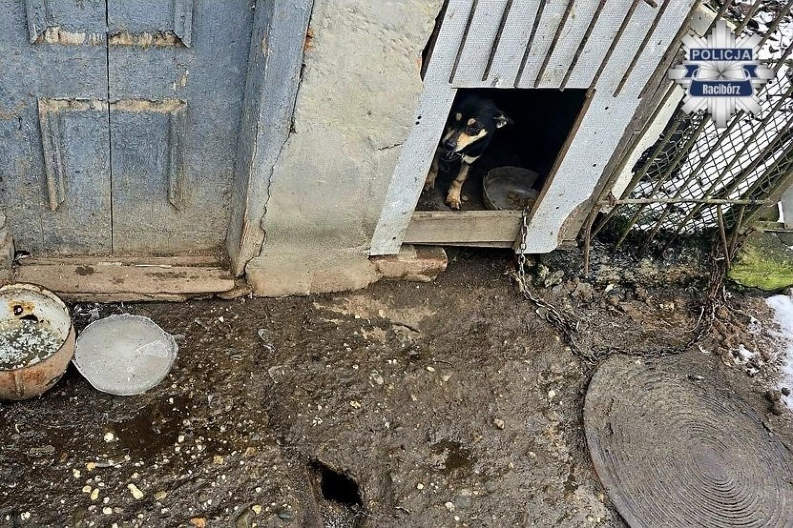 Zdjęcie w galerii na portalu naszraciborz.pl: Pietrowice Wielkie. 66-latek odpowie za znęcanie się nad zwierzętami wiadomości z regionu