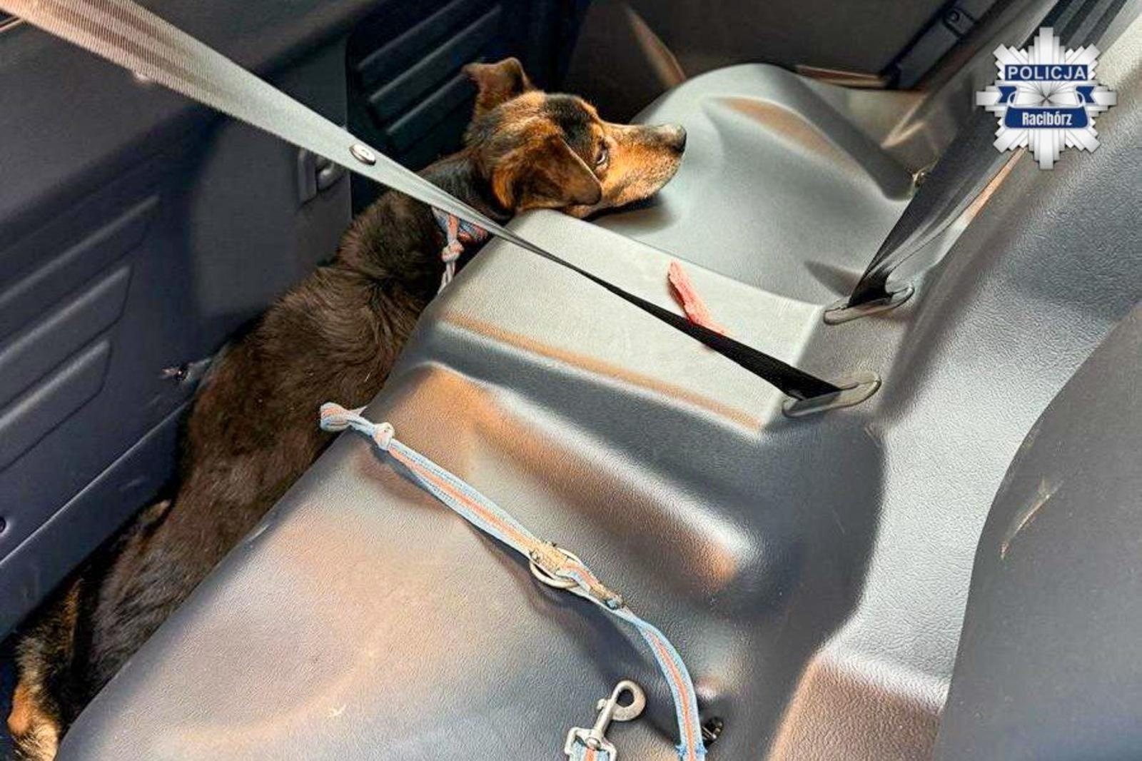 Zdjęcie w galerii na portalu naszraciborz.pl: Dzielnicowi uratowali wyziębionego psa w Krzanowicach wiadomości z regionu