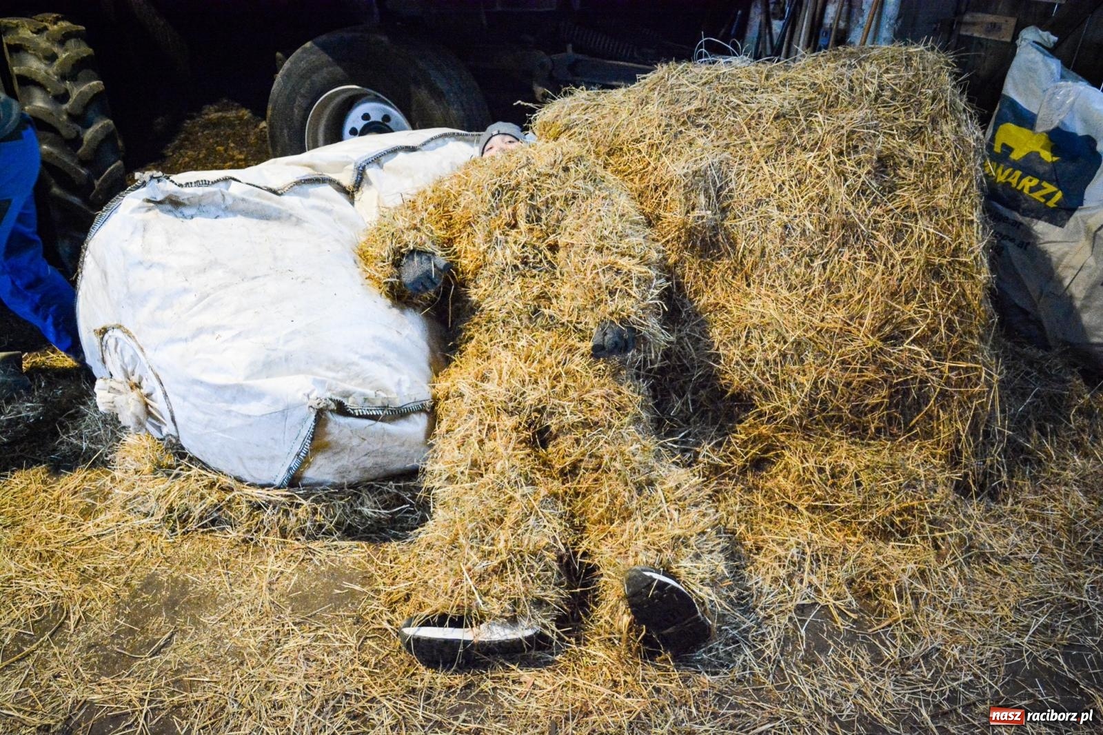 Zdjęcie w galerii na portalu naszraciborz.pl: TANZBÄR w Samborowicach: Miś z zagranicy i wielki debiut Francesco [FOTO i WIDEO] wiadomości z regionu