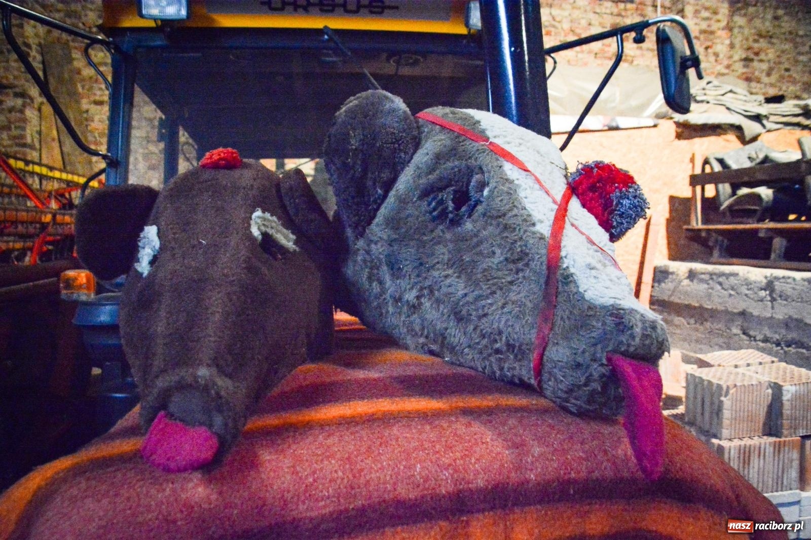 Zdjęcie w galerii na portalu naszraciborz.pl: TANZBÄR w Samborowicach: Miś z zagranicy i wielki debiut Francesco [FOTO i WIDEO] wiadomości z regionu