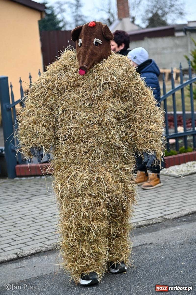 Zdjęcie w galerii na portalu naszraciborz.pl: Samborowice żegną karnawał: Tanzbär i słomiane misie na bis! [GALERIA] wiadomości z regionu