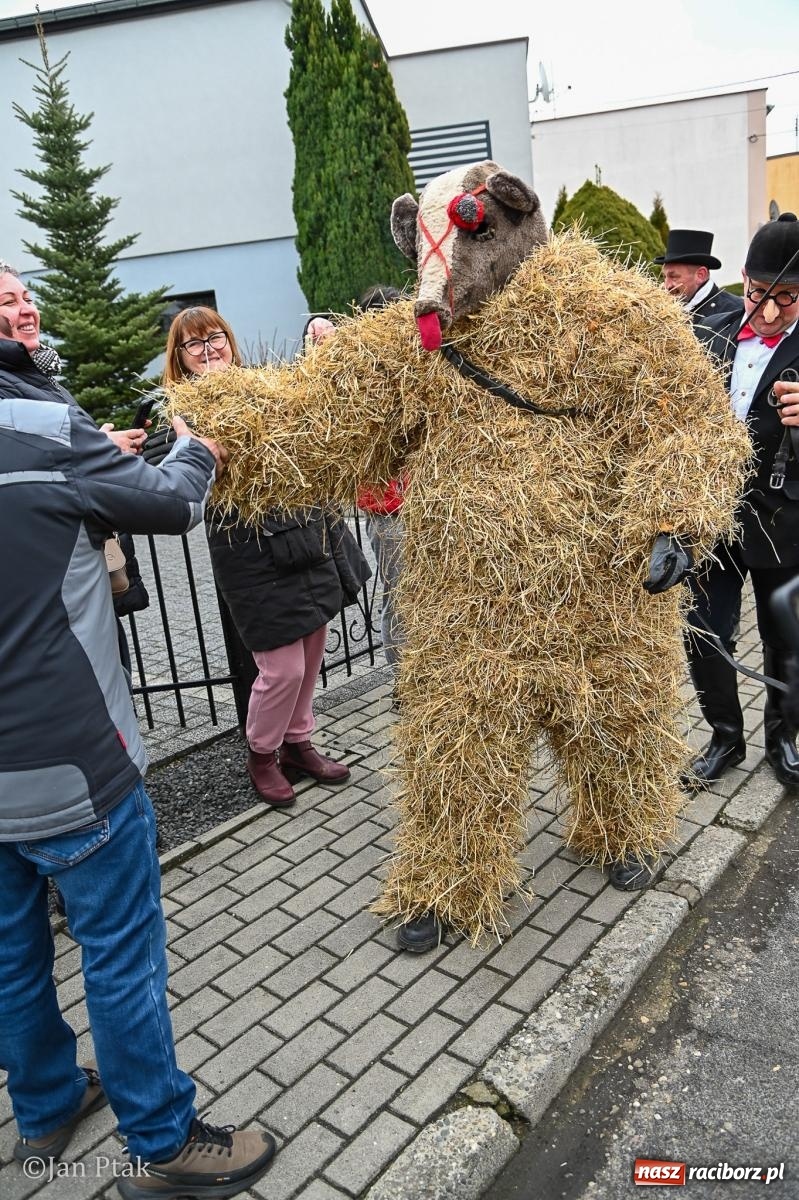 Zdjęcie w galerii na portalu naszraciborz.pl: Samborowice żegną karnawał: Tanzbär i słomiane misie na bis! [GALERIA] wiadomości z regionu