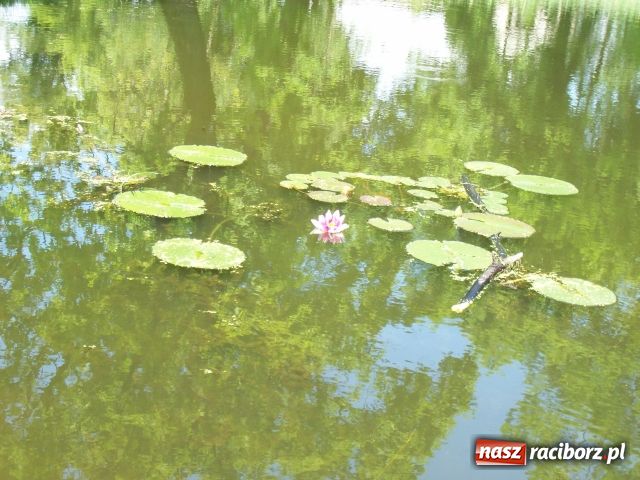 Zdjęcie w galerii na portalu naszraciborz.pl: Majówka konna w Krowiarkach wiadomości z regionu