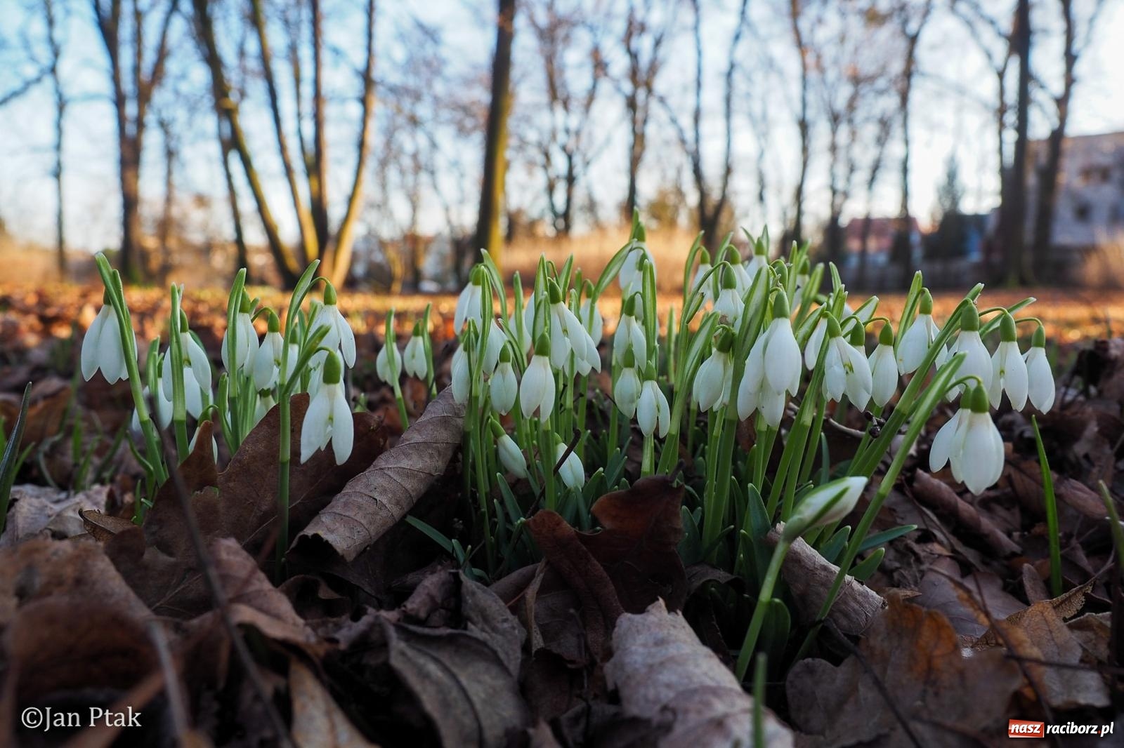 Zdjęcie w galerii na portalu naszraciborz.pl: Działania WFOŚiGW w Katowicach: podsumowanie 2025 roku, zmiany w Czystym Powietrzu, EKO-WYDARZENIA 2026 i nowe inwestycje w bezpieczeństwo środowiskowe wiadomości z regionu