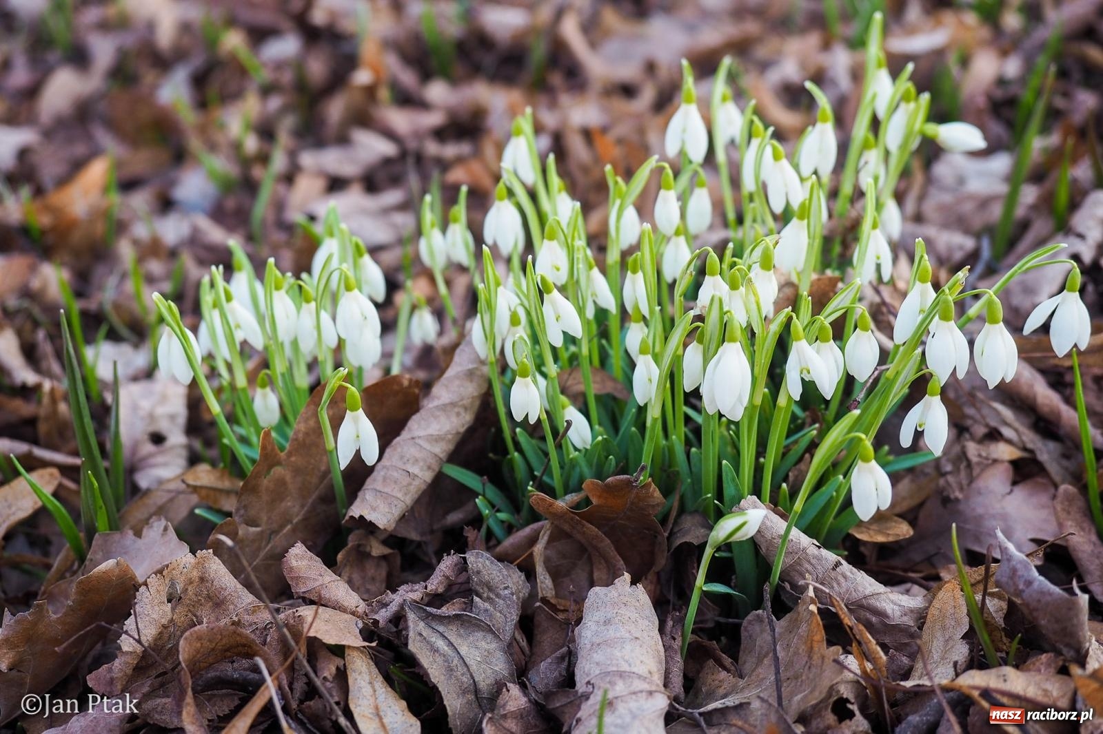 Zdjęcie w galerii na portalu naszraciborz.pl: Działania WFOŚiGW w Katowicach: podsumowanie 2025 roku, zmiany w Czystym Powietrzu, EKO-WYDARZENIA 2026 i nowe inwestycje w bezpieczeństwo środowiskowe wiadomości z regionu