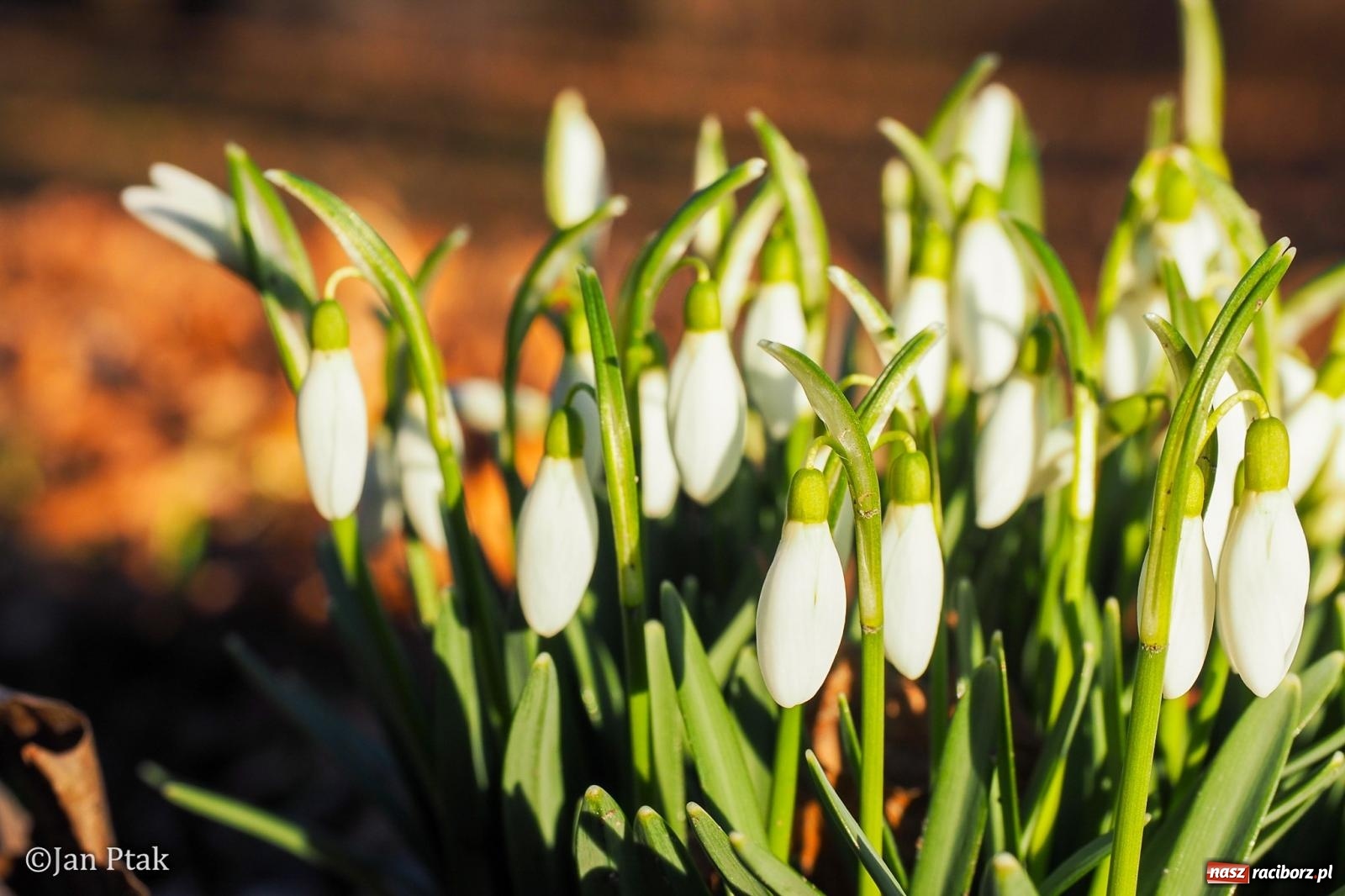 Zdjęcie w galerii na portalu naszraciborz.pl: Działania WFOŚiGW w Katowicach: podsumowanie 2025 roku, zmiany w Czystym Powietrzu, EKO-WYDARZENIA 2026 i nowe inwestycje w bezpieczeństwo środowiskowe wiadomości z regionu