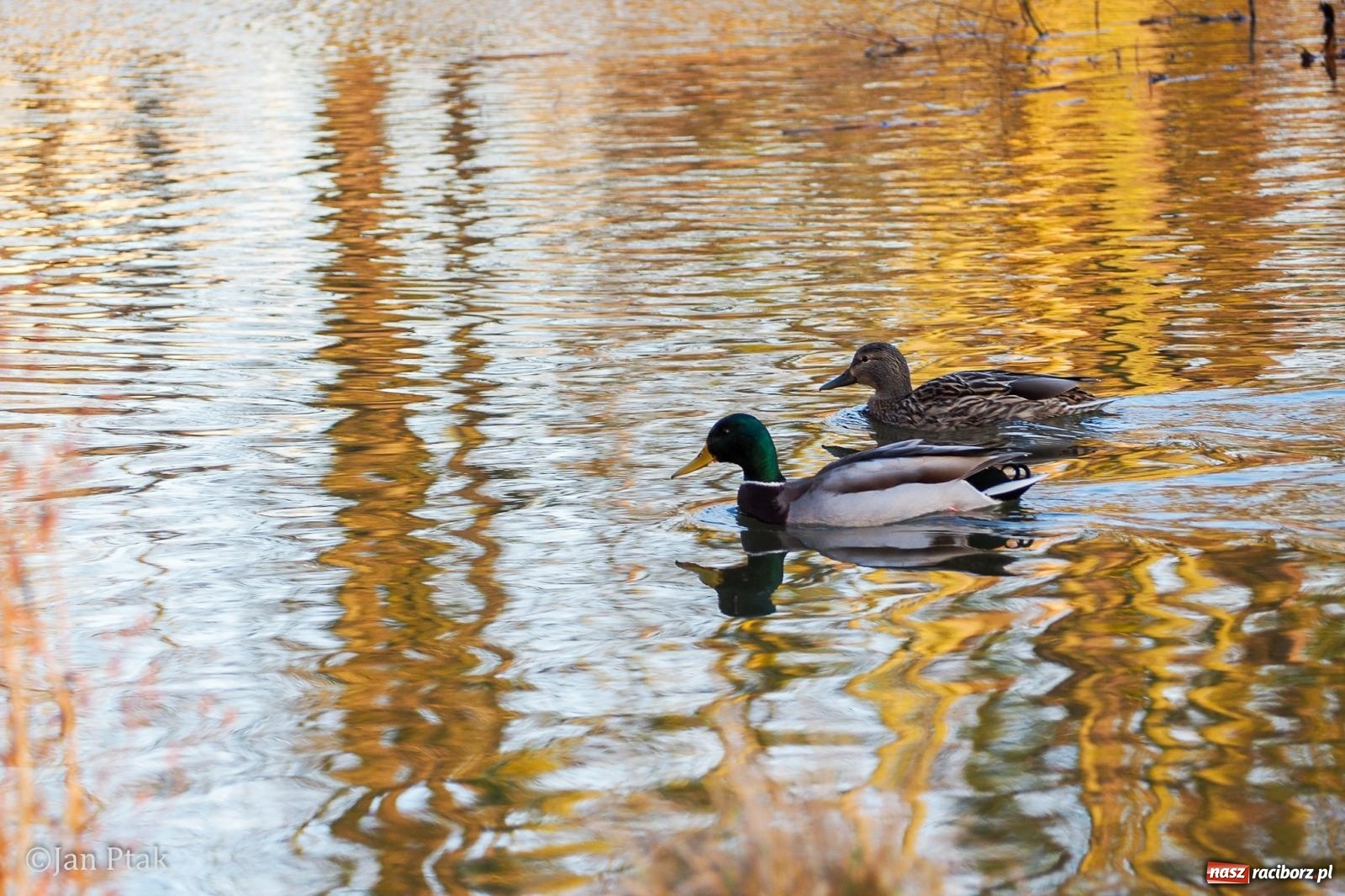 Zdjęcie w galerii na portalu naszraciborz.pl: Działania WFOŚiGW w Katowicach: podsumowanie 2025 roku, zmiany w Czystym Powietrzu, EKO-WYDARZENIA 2026 i nowe inwestycje w bezpieczeństwo środowiskowe wiadomości z regionu