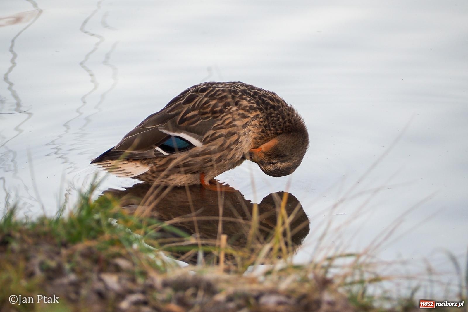 Zdjęcie w galerii na portalu naszraciborz.pl: Działania WFOŚiGW w Katowicach: podsumowanie 2025 roku, zmiany w Czystym Powietrzu, EKO-WYDARZENIA 2026 i nowe inwestycje w bezpieczeństwo środowiskowe wiadomości z regionu