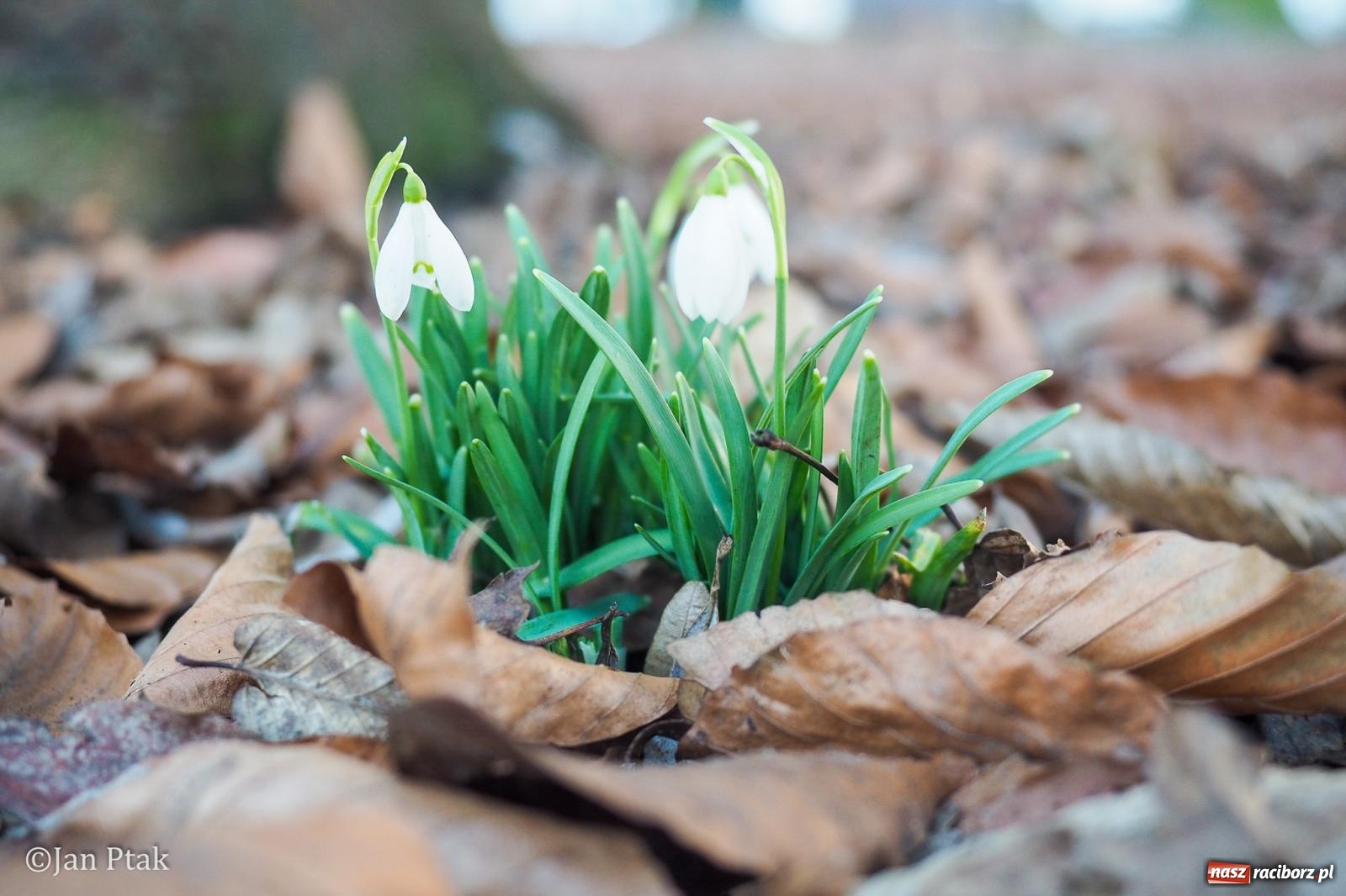 Zdjęcie w galerii na portalu naszraciborz.pl: Działania WFOŚiGW w Katowicach: podsumowanie 2025 roku, zmiany w Czystym Powietrzu, EKO-WYDARZENIA 2026 i nowe inwestycje w bezpieczeństwo środowiskowe wiadomości z regionu
