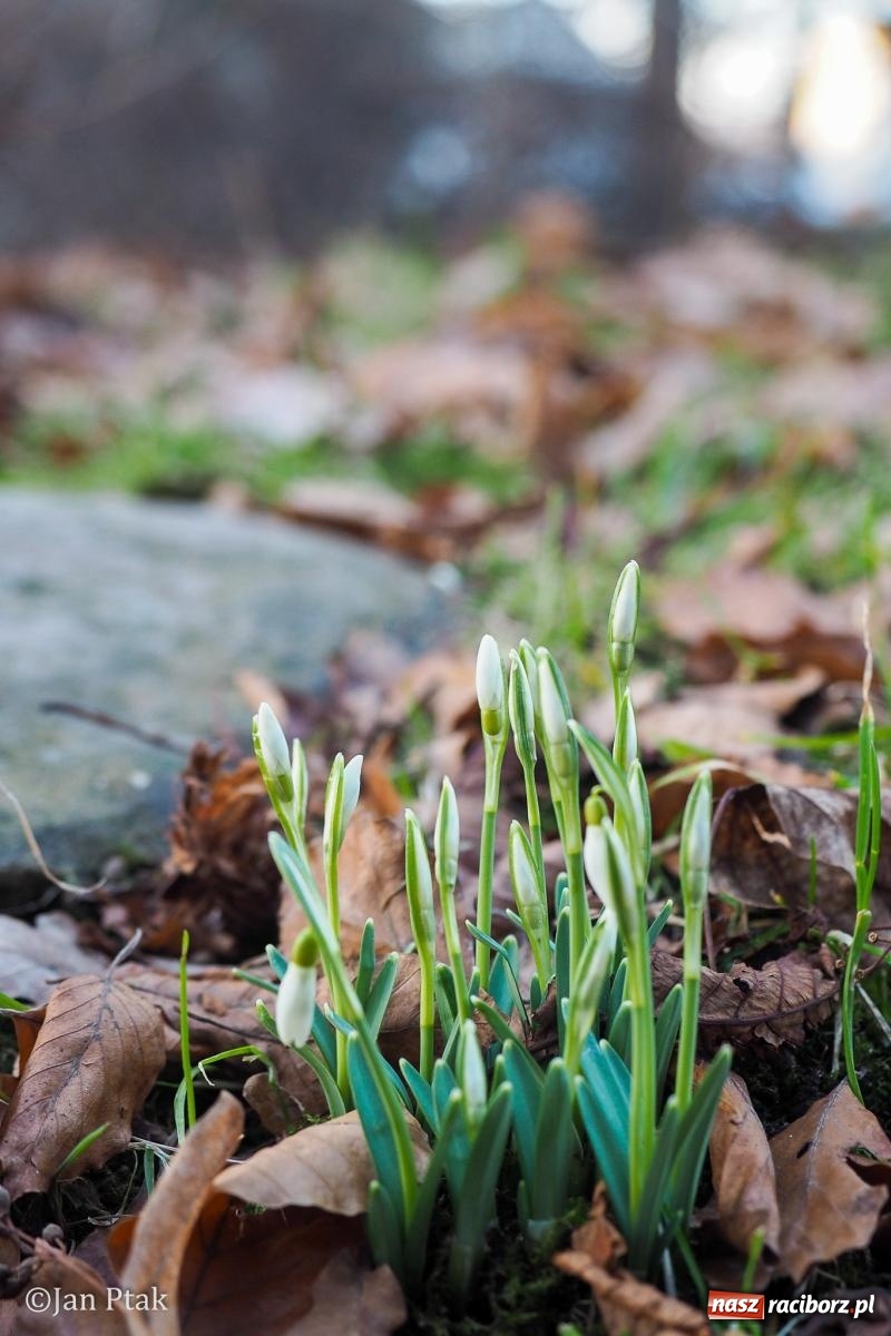Zdjęcie w galerii na portalu naszraciborz.pl: Działania WFOŚiGW w Katowicach: podsumowanie 2025 roku, zmiany w Czystym Powietrzu, EKO-WYDARZENIA 2026 i nowe inwestycje w bezpieczeństwo środowiskowe wiadomości z regionu