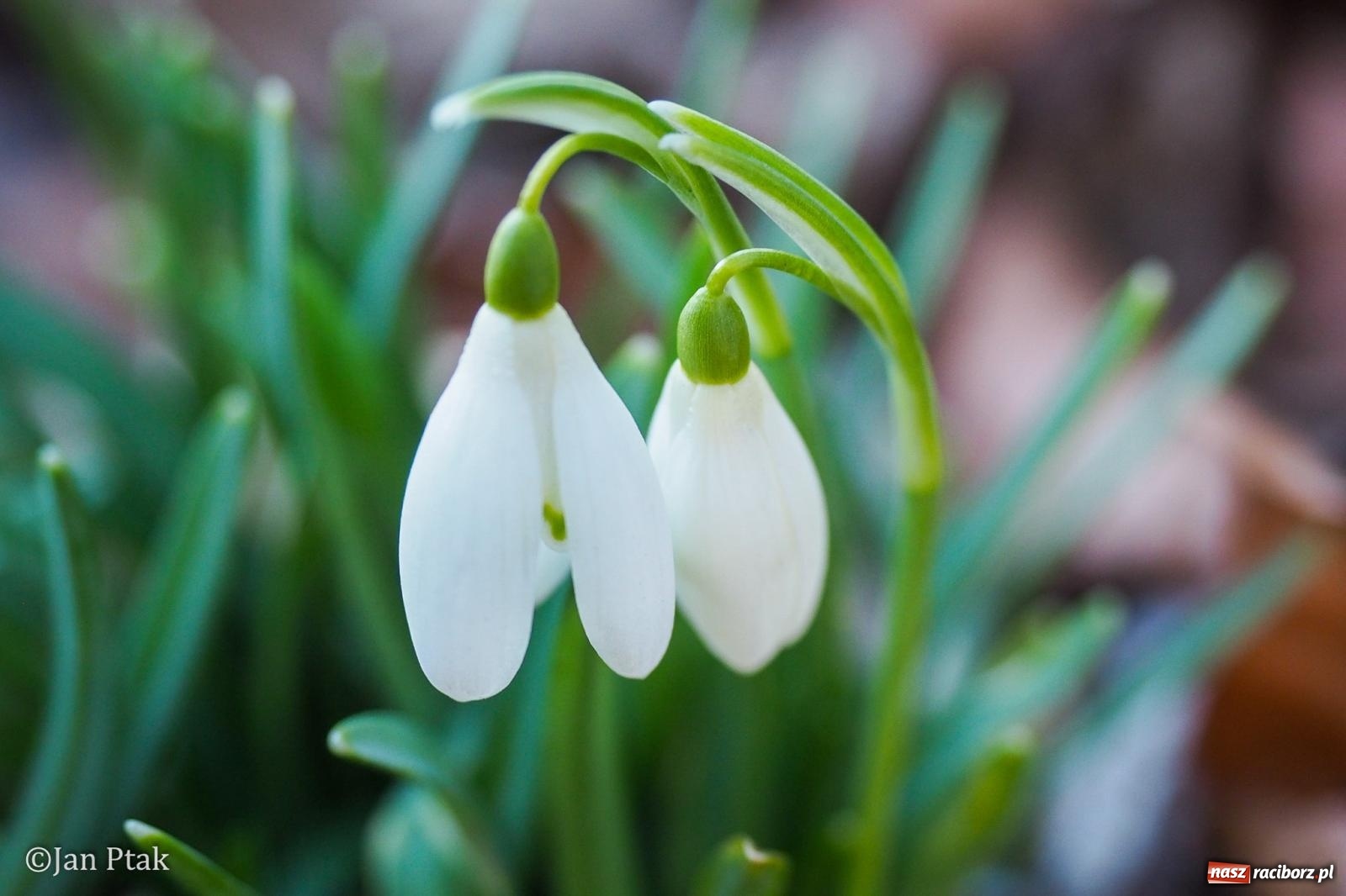 Zdjęcie w galerii na portalu naszraciborz.pl: Działania WFOŚiGW w Katowicach: podsumowanie 2025 roku, zmiany w Czystym Powietrzu, EKO-WYDARZENIA 2026 i nowe inwestycje w bezpieczeństwo środowiskowe wiadomości z regionu