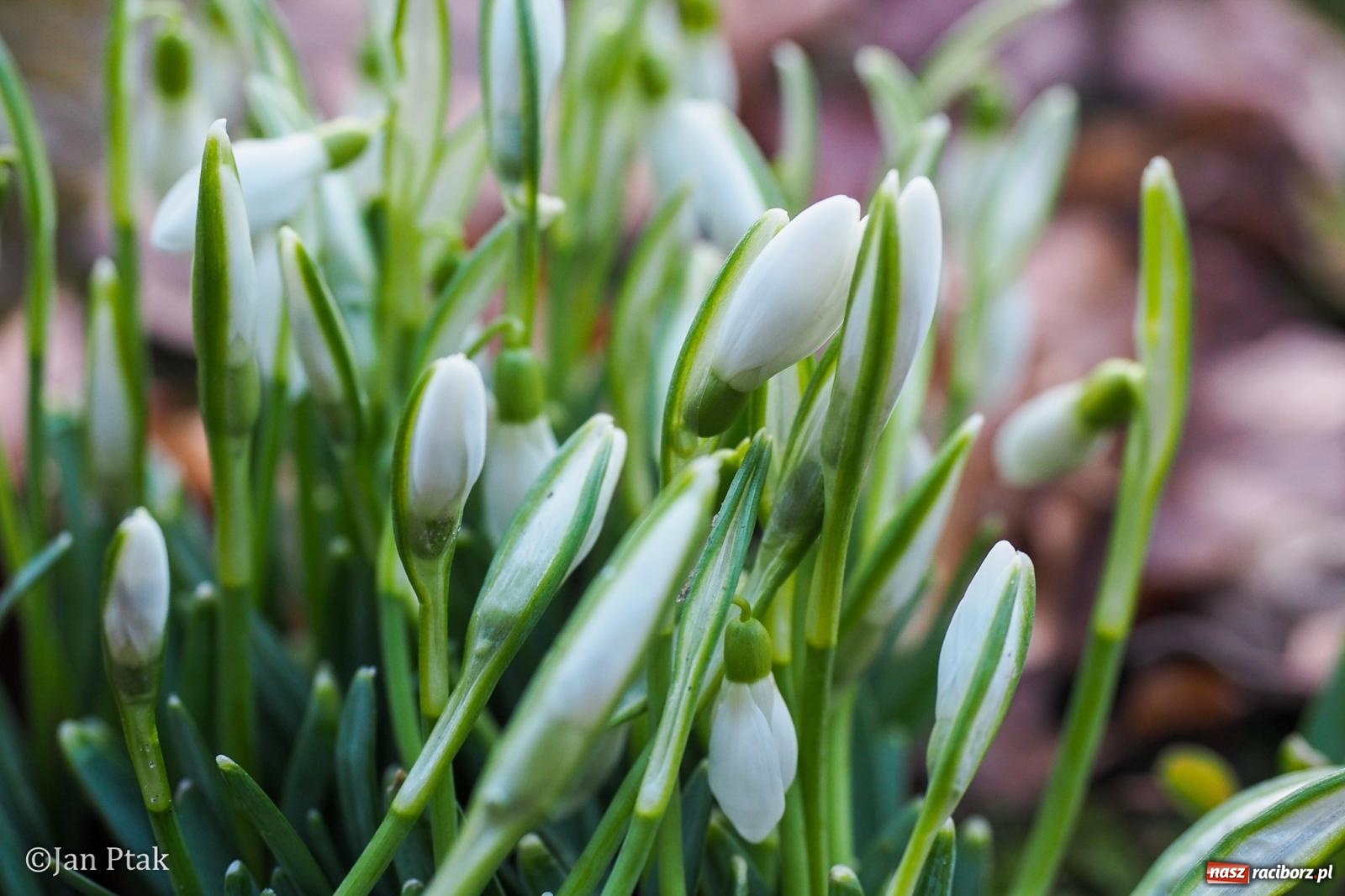 Zdjęcie w galerii na portalu naszraciborz.pl: Działania WFOŚiGW w Katowicach: podsumowanie 2025 roku, zmiany w Czystym Powietrzu, EKO-WYDARZENIA 2026 i nowe inwestycje w bezpieczeństwo środowiskowe wiadomości z regionu