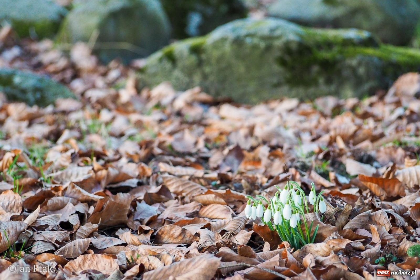 Zdjęcie w galerii na portalu naszraciborz.pl: Działania WFOŚiGW w Katowicach: podsumowanie 2025 roku, zmiany w Czystym Powietrzu, EKO-WYDARZENIA 2026 i nowe inwestycje w bezpieczeństwo środowiskowe wiadomości z regionu