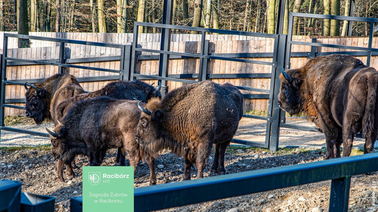 Zdjęcie w galerii na portalu naszraciborz.pl: Wiosna w Zagrodzie Żubrów i wyjątkowy leśny plac zabaw. Ratusz zachęca do odwiedzin wiadomości z regionu