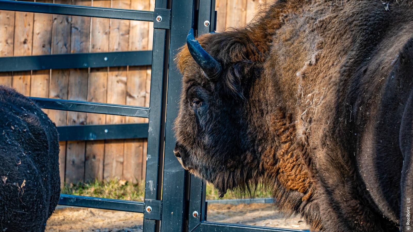 Zdjęcie w galerii na portalu naszraciborz.pl: Wiosna w Zagrodzie Żubrów i wyjątkowy leśny plac zabaw. Ratusz zachęca do odwiedzin wiadomości z regionu