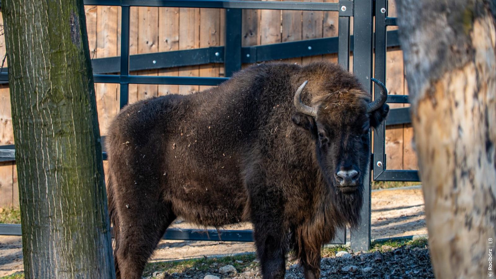 Zdjęcie w galerii na portalu naszraciborz.pl: Wiosna w Zagrodzie Żubrów i wyjątkowy leśny plac zabaw. Ratusz zachęca do odwiedzin wiadomości z regionu