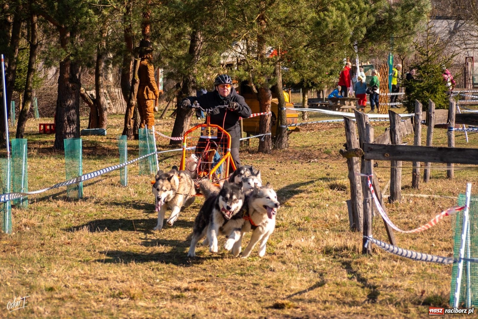 Zdjęcie w galerii na portalu naszraciborz.pl: Dog Adventure Sprint Race w Kuźni Raciborskiej. Emocjonujący pierwszy dzień wyścigów psich zaprzęgów [FOTO] wiadomości z regionu