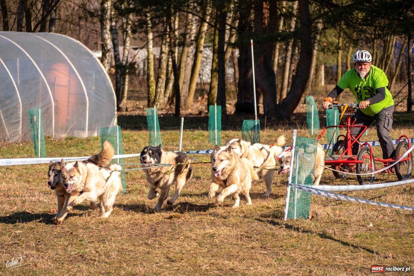 Zdjęcie w galerii na portalu naszraciborz.pl: Dog Adventure Sprint Race w Kuźni Raciborskiej. Emocjonujący pierwszy dzień wyścigów psich zaprzęgów [FOTO] wiadomości z regionu