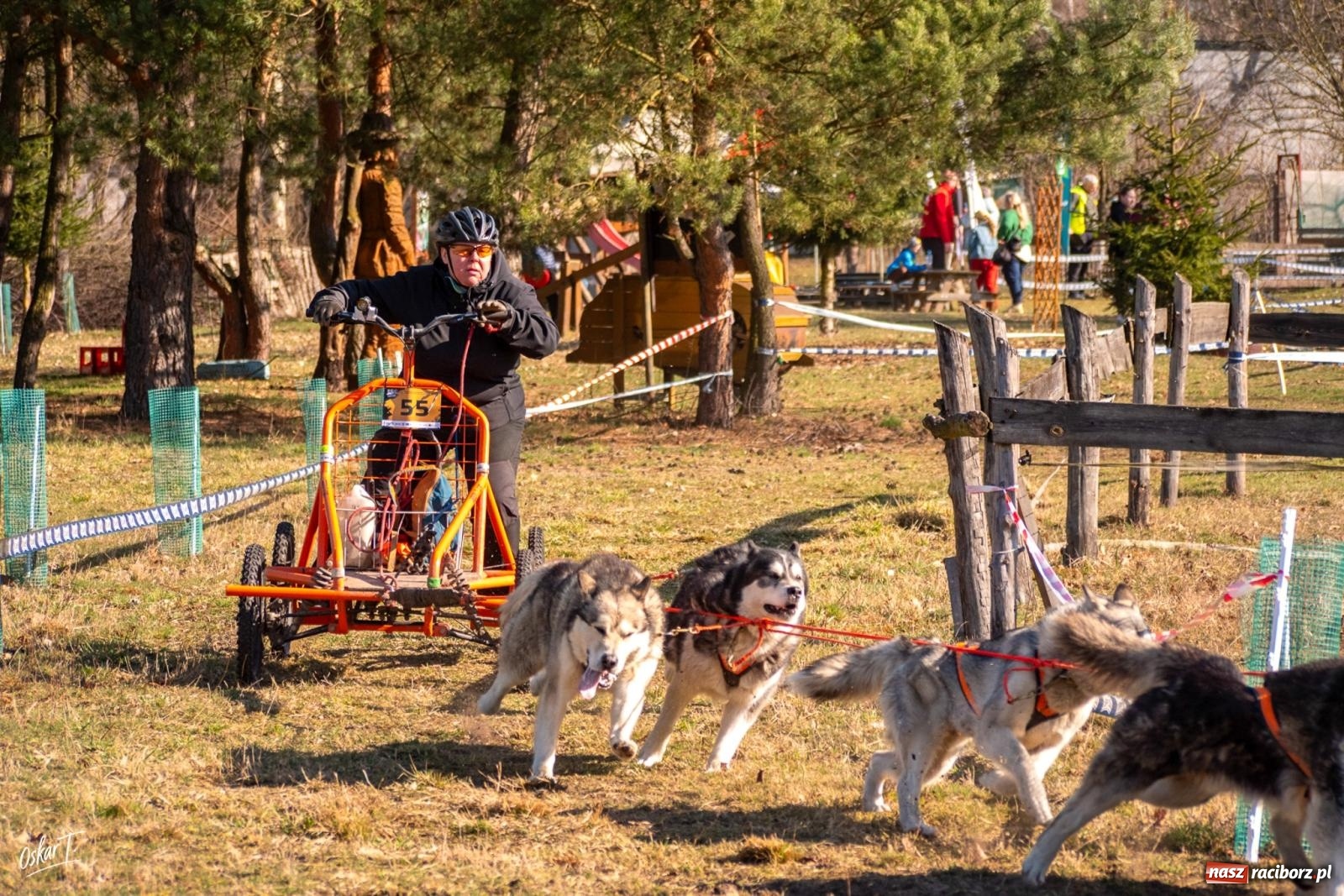 Zdjęcie w galerii na portalu naszraciborz.pl: Dog Adventure Sprint Race w Kuźni Raciborskiej. Emocjonujący pierwszy dzień wyścigów psich zaprzęgów [FOTO] wiadomości z regionu