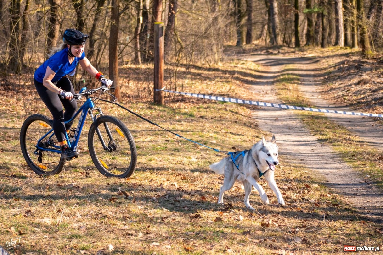 Zdjęcie w galerii na portalu naszraciborz.pl: Dog Adventure Sprint Race w Kuźni Raciborskiej. Emocjonujący pierwszy dzień wyścigów psich zaprzęgów [FOTO] wiadomości z regionu