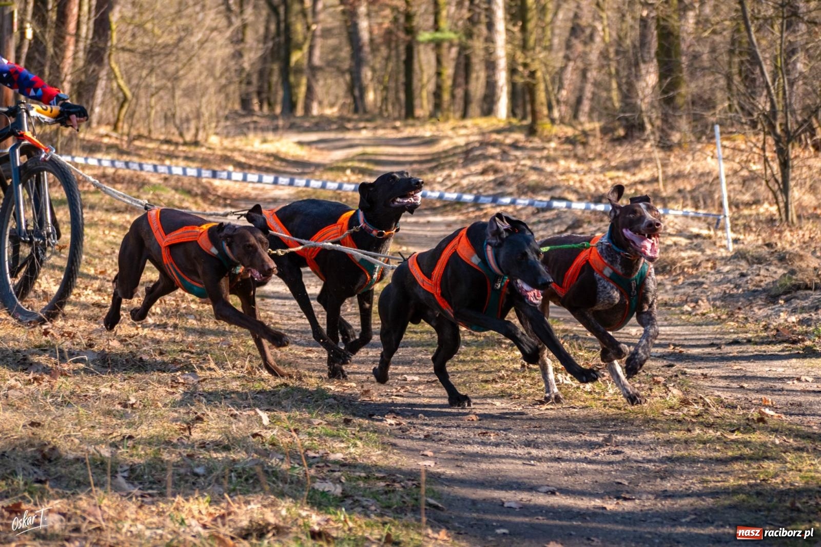 Zdjęcie w galerii na portalu naszraciborz.pl: Dog Adventure Sprint Race w Kuźni Raciborskiej. Emocjonujący pierwszy dzień wyścigów psich zaprzęgów [FOTO] wiadomości z regionu